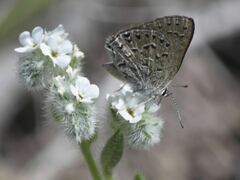 Satyrium behrii