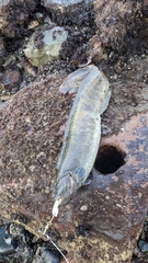 Cebidichthys violaceus