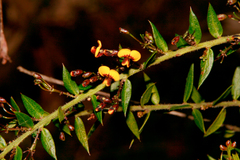 Daviesia umbellulata