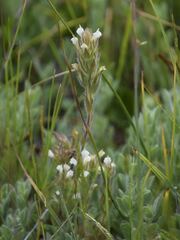 Castilleja tenuis