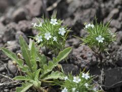 Navarretia intertexta