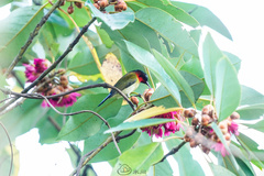 Aethopyga christinae