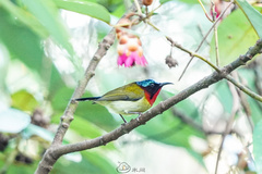 Aethopyga christinae