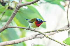 Aethopyga christinae