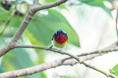 Aethopyga christinae