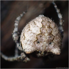 Araneus andrewsi