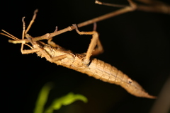 Canachus alligator