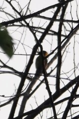 Chrysophlegma flavinucha