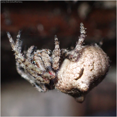 Araneus andrewsi