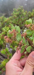 Arctostaphylos montereyensis