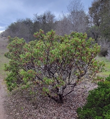 Arctostaphylos montereyensis