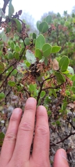 Arctostaphylos montereyensis