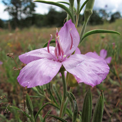 Clarkia