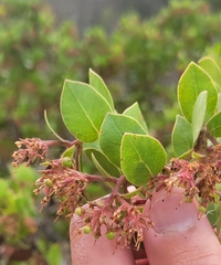 Arctostaphylos montereyensis