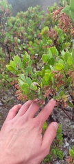 Arctostaphylos montereyensis