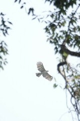 Nisaetus nipalensis