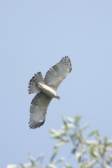 Nisaetus nipalensis