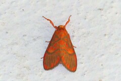 Ammatho cuneonotatus