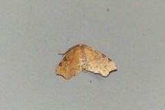 Achrosis rondelaria