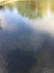 Alosa pseudoharengus