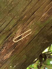Nymphes