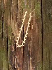 Nymphes