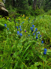 Gentiana platypetala