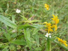 Arnica lanceolata