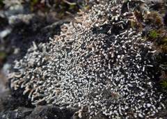 Sphaerophorus fragilis