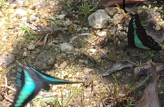 Graphium sarpedon luctatius