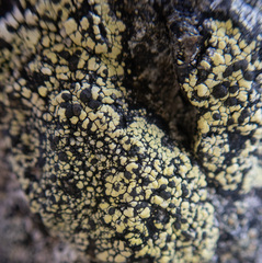 Rhizocarpon geographicum