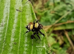 Thorelliola ensifera