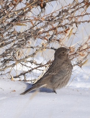 Carpodacus rubicilla