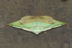 Hypochrosis hyadaria