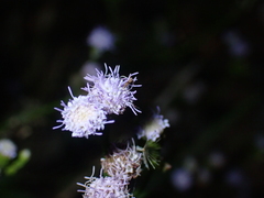 Praxelis clematidea