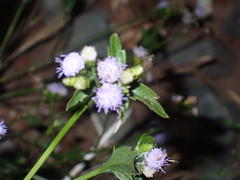 Praxelis clematidea