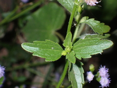 Praxelis clematidea