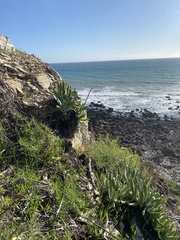 Dudleya virens insularis
