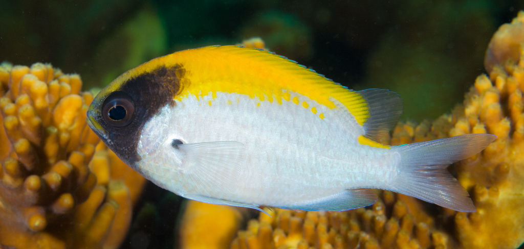 Black-Headed Chromis