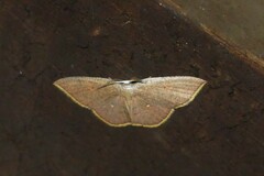 Pseudhyria rubra