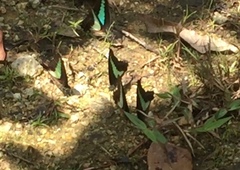 Graphium sarpedon luctatius