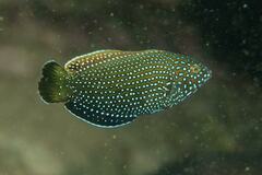 Anampses caeruleopunctatus