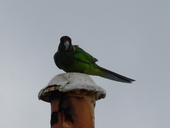 Barnardius zonarius semitorquatus