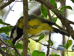 Falcunculus frontatus