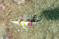 Halichoeres nebulosus