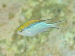 Chromis nitida
