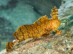 Cristiceps aurantiacus