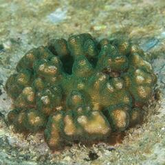 Pocillopora aliciae