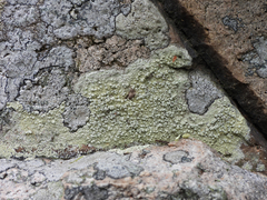 Pertusaria plittiana