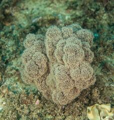 Dendronephthya australis